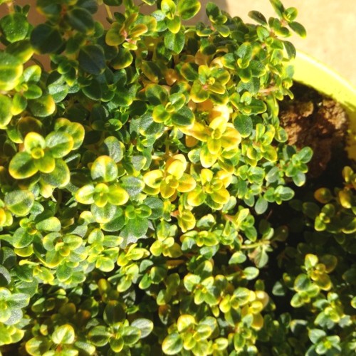 Thymus pulegioides 'Archers Gold' - Paljalehine liivatee 'Archers Gold' P9/0,55L